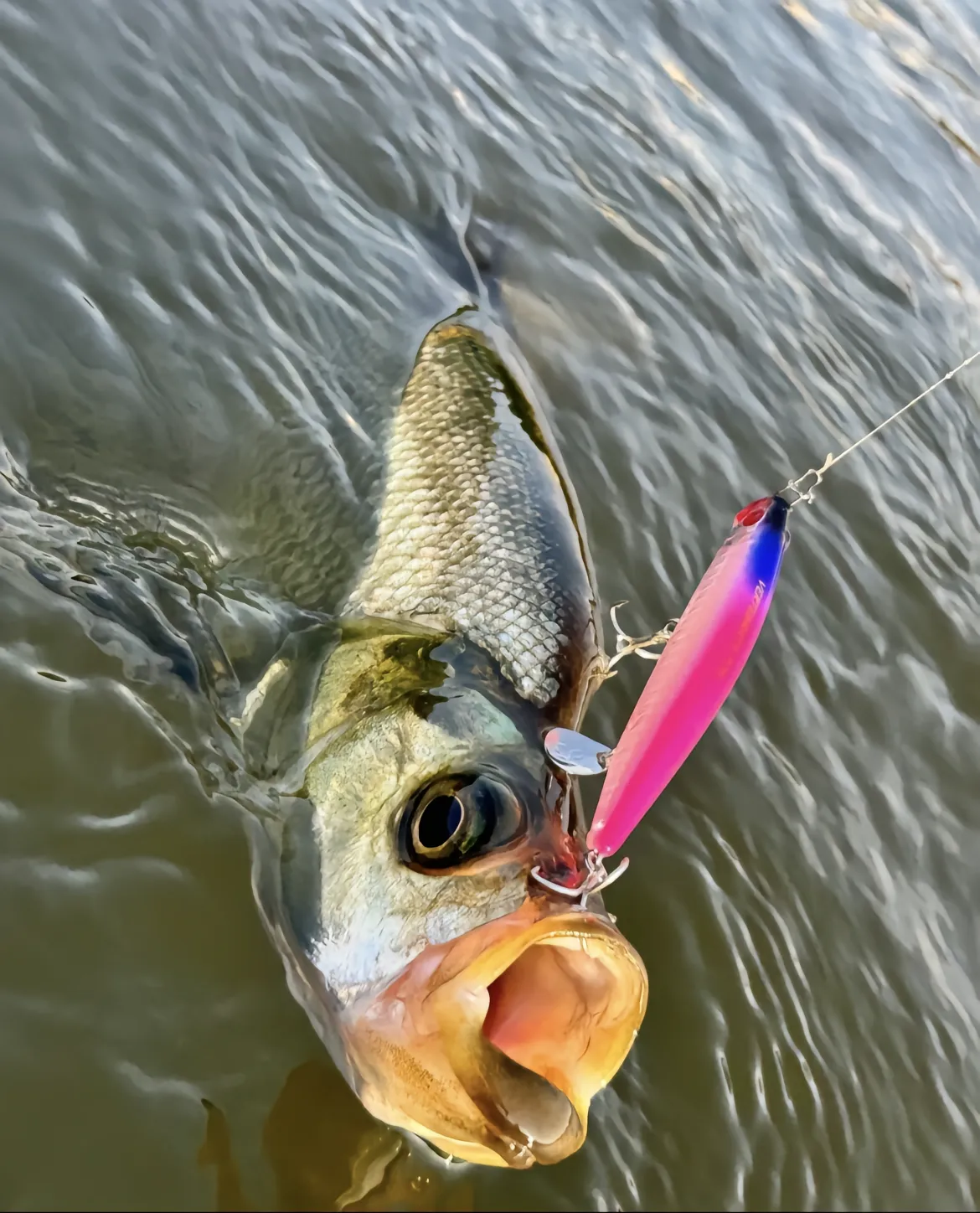 万锋湖饵料(万峰湖野钓视频)