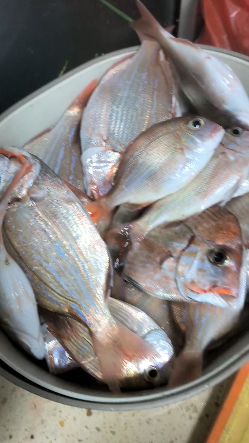 北海立秋后海钓(北海立秋后海钓好钓吗)