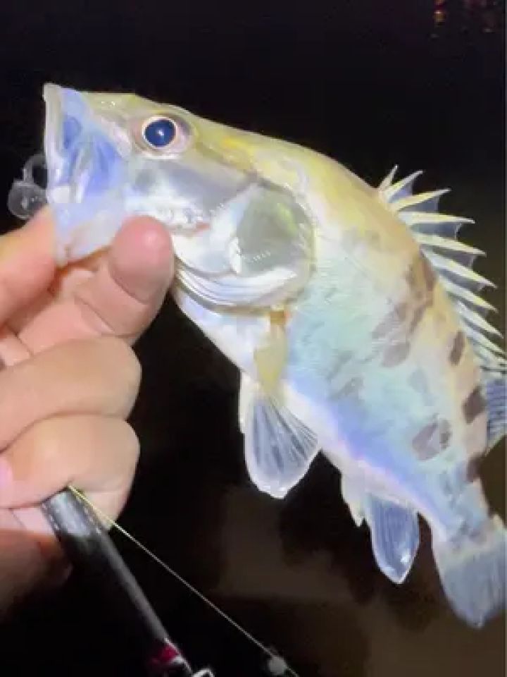 湘江可以路亚吗(湘江能不能玩路亚)