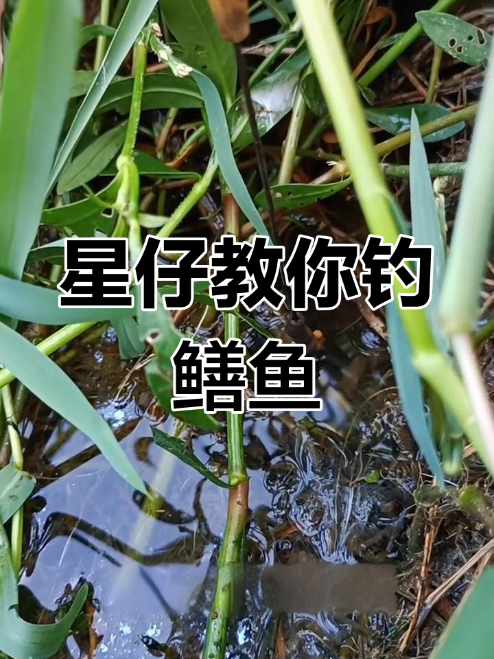 掉鳝鱼的技巧(掉鳝鱼的技巧视频) 掉鳝鱼的技巧(掉鳝鱼的技巧视频)