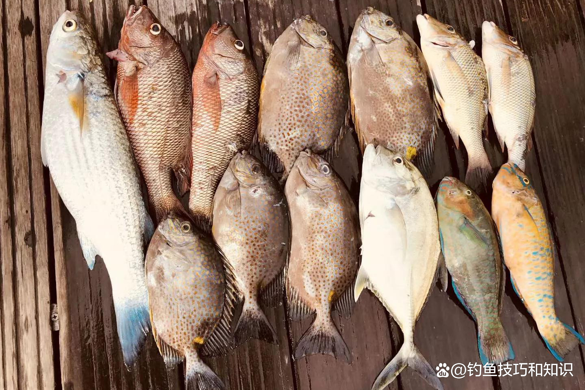 海钓能钓什么鱼(海钓能钓什么鱼类)