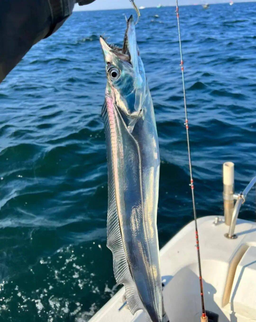 海钓能钓什么鱼(海钓能钓什么鱼类)