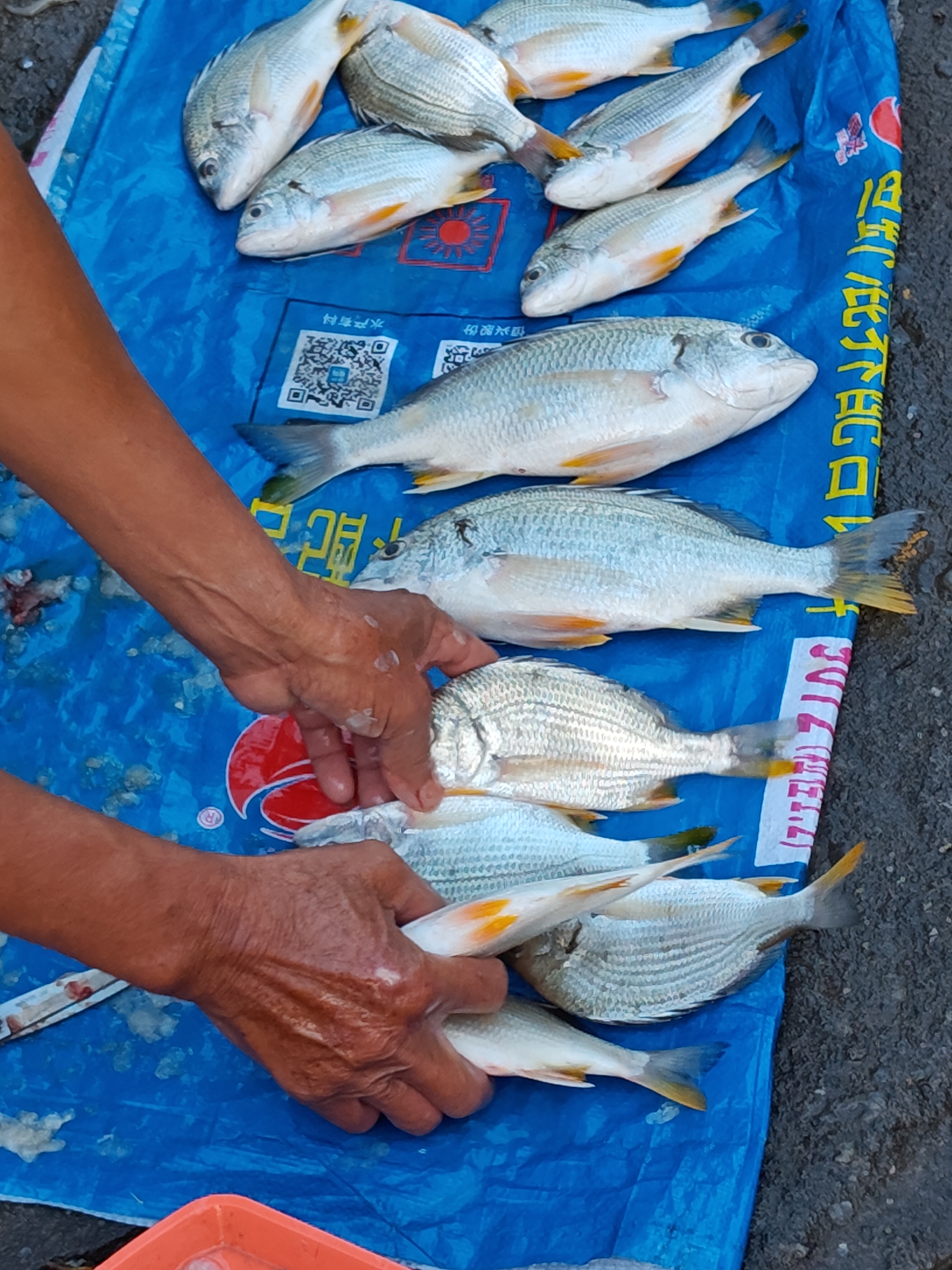 北部湾海钓网(北部湾什么时候开海捕捞)