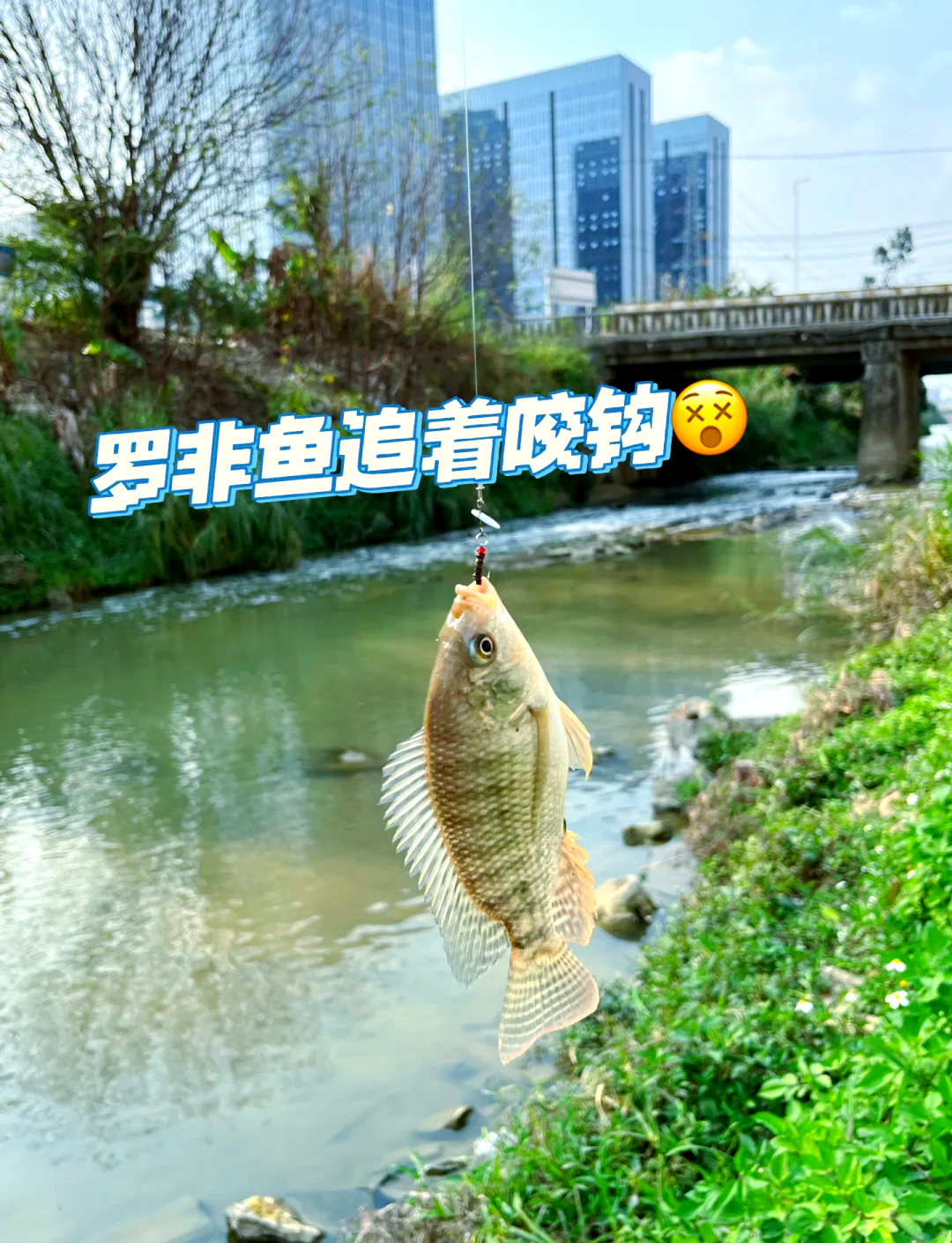 野河钓大罗非技巧(野河钓罗非鱼用什么饵料)