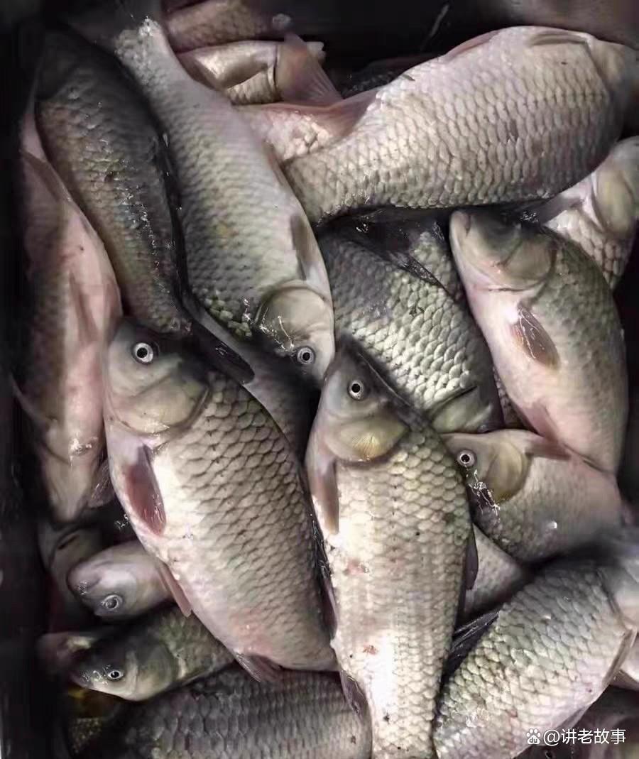 秋末钓大鲫鱼技巧(秋末钓鲫鱼钓深还是钓浅)