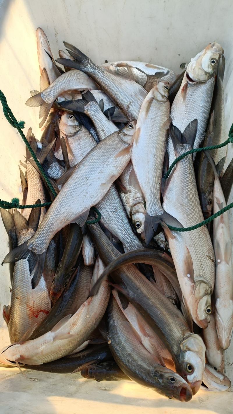 渔具店药鱼(渔具店打死都不说的配方)