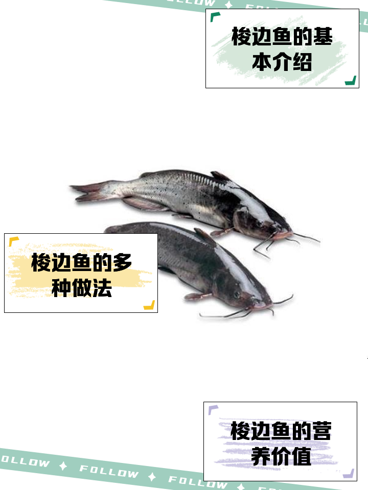 拍竿拍梭鱼技巧(拍竿拍梭鱼技巧口诀)