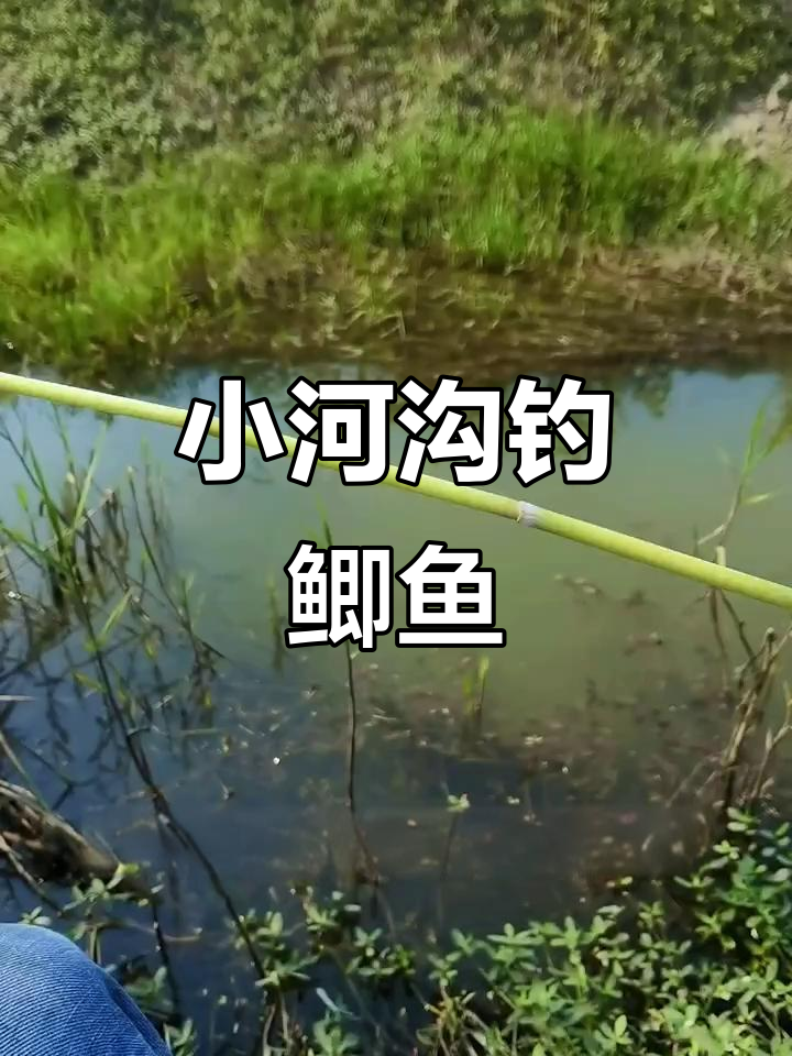 小河沟夏季钓鲫鱼技巧(小河沟夏季钓鲫鱼技巧图解)