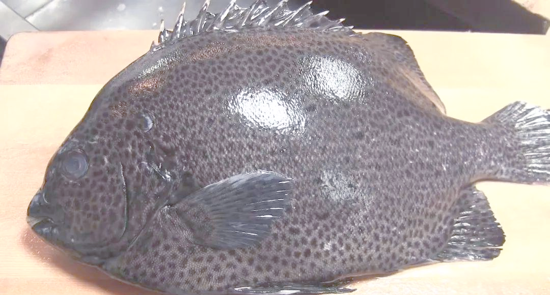 矶钓鲷鱼技巧(矶钓线组图解 黑鲷)