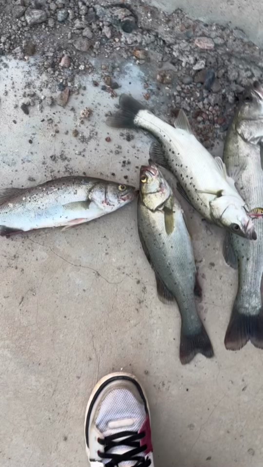 东营海钓什么潮水好(东营海边钓鱼几月份可以钓)