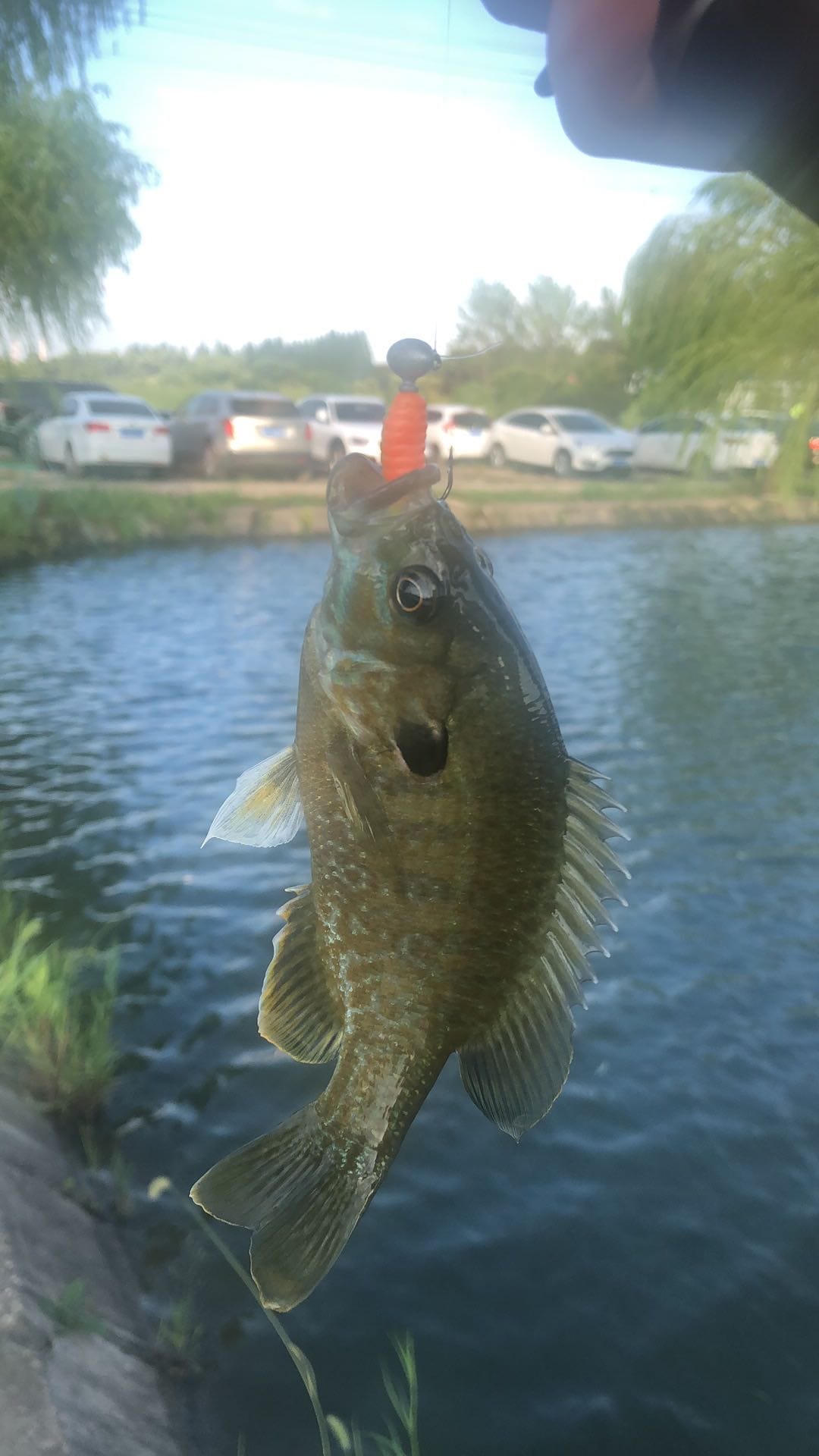 太阳鱼路亚(太阳鱼是路亚鱼种吗)