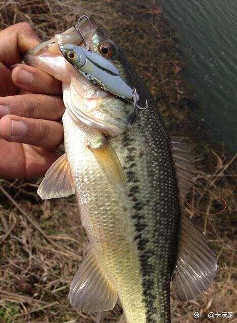 冬天路亚海鲈鱼技巧(冬天路亚海鲈鱼用什么饵) 冬天路亚海鲈鱼技巧(冬天路亚海鲈鱼用什么饵)