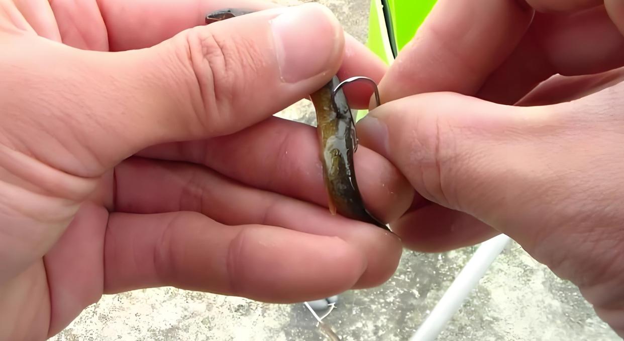 泥鳅能不能海钓(泥鳅能不能海钓用)