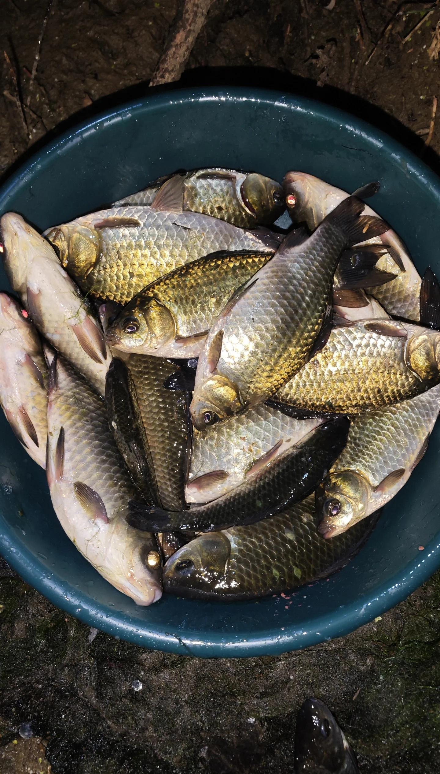 夜钓青草技巧(夜钓青草技巧图解) 夜钓青草技巧(夜钓青草技巧图解)