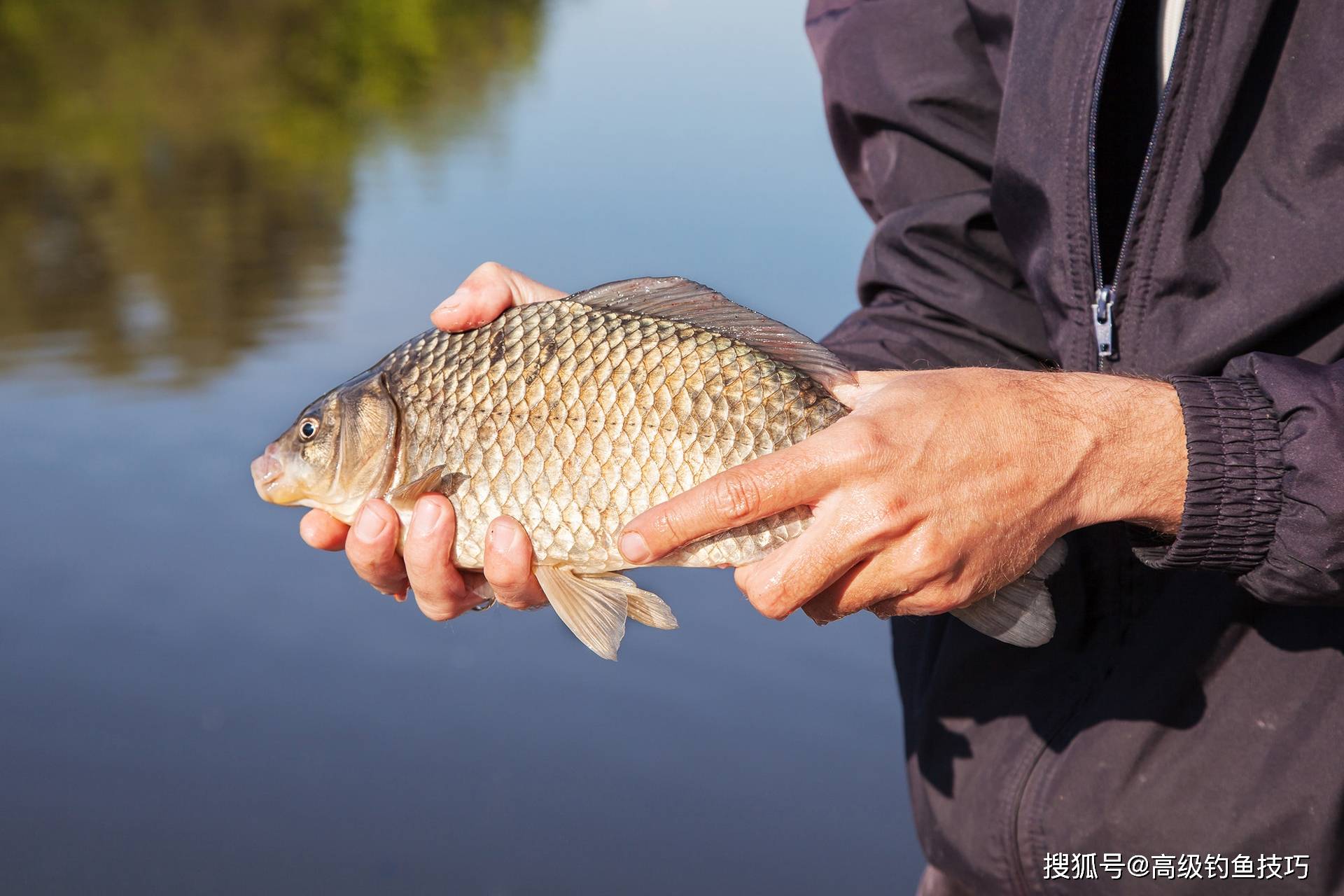 鲫鱼垂钓技巧芒种(钓鱼高手告诉你鲫鱼的钓法)