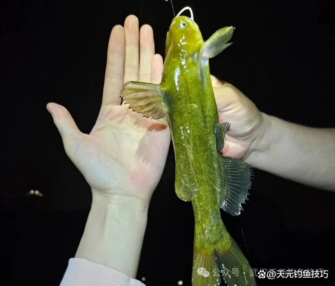 春季钓黄颖鱼技巧(海尔冰箱一直嗡嗡响,打开就不响了) 春季钓黄颖鱼技巧(海尔冰箱一直嗡嗡响,打开就不响了)