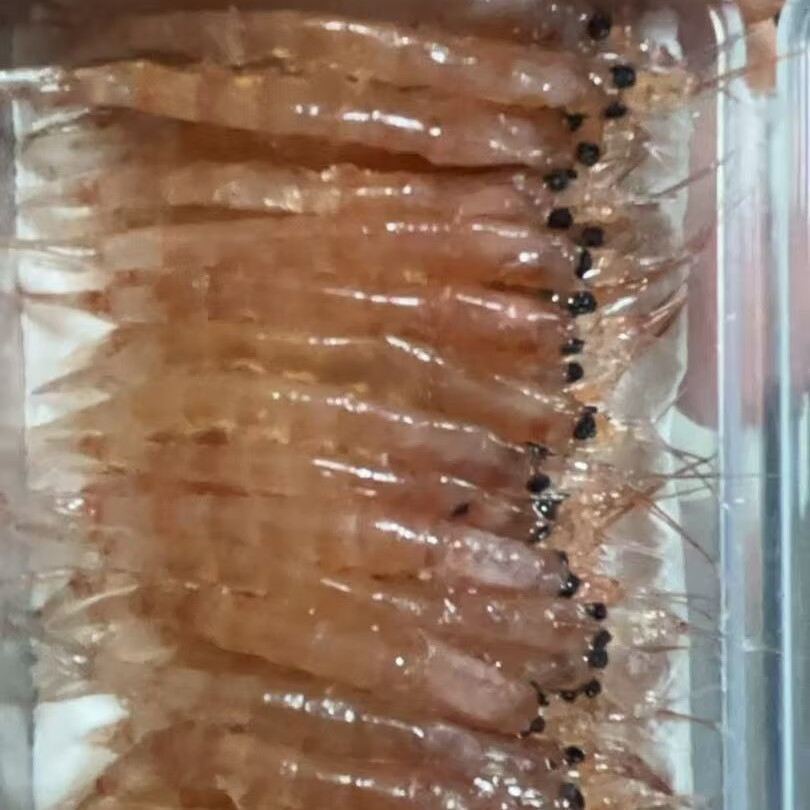 虾仁秘制饵料(虾仁鱼饵制作方法)