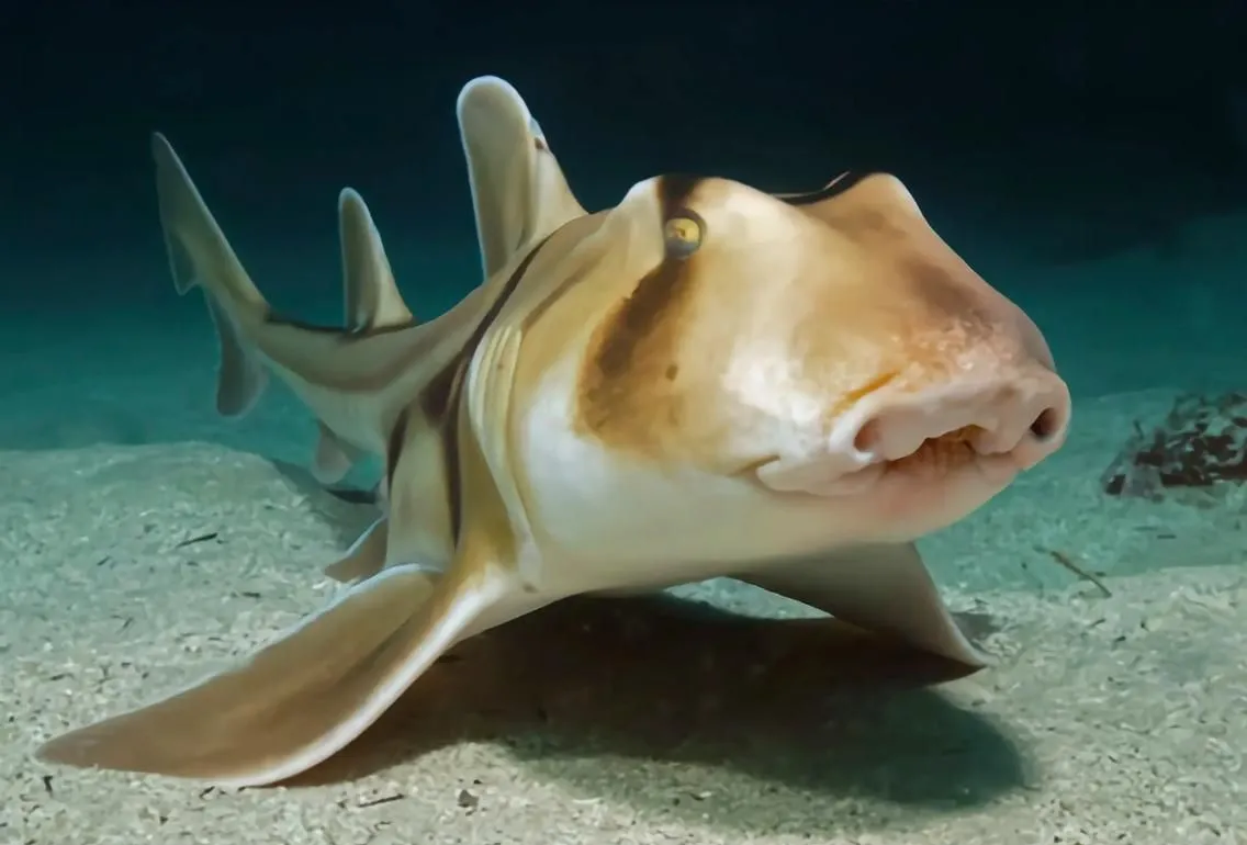 路亚虎头鲨(虎头鲨淡水鱼多少钱一斤)