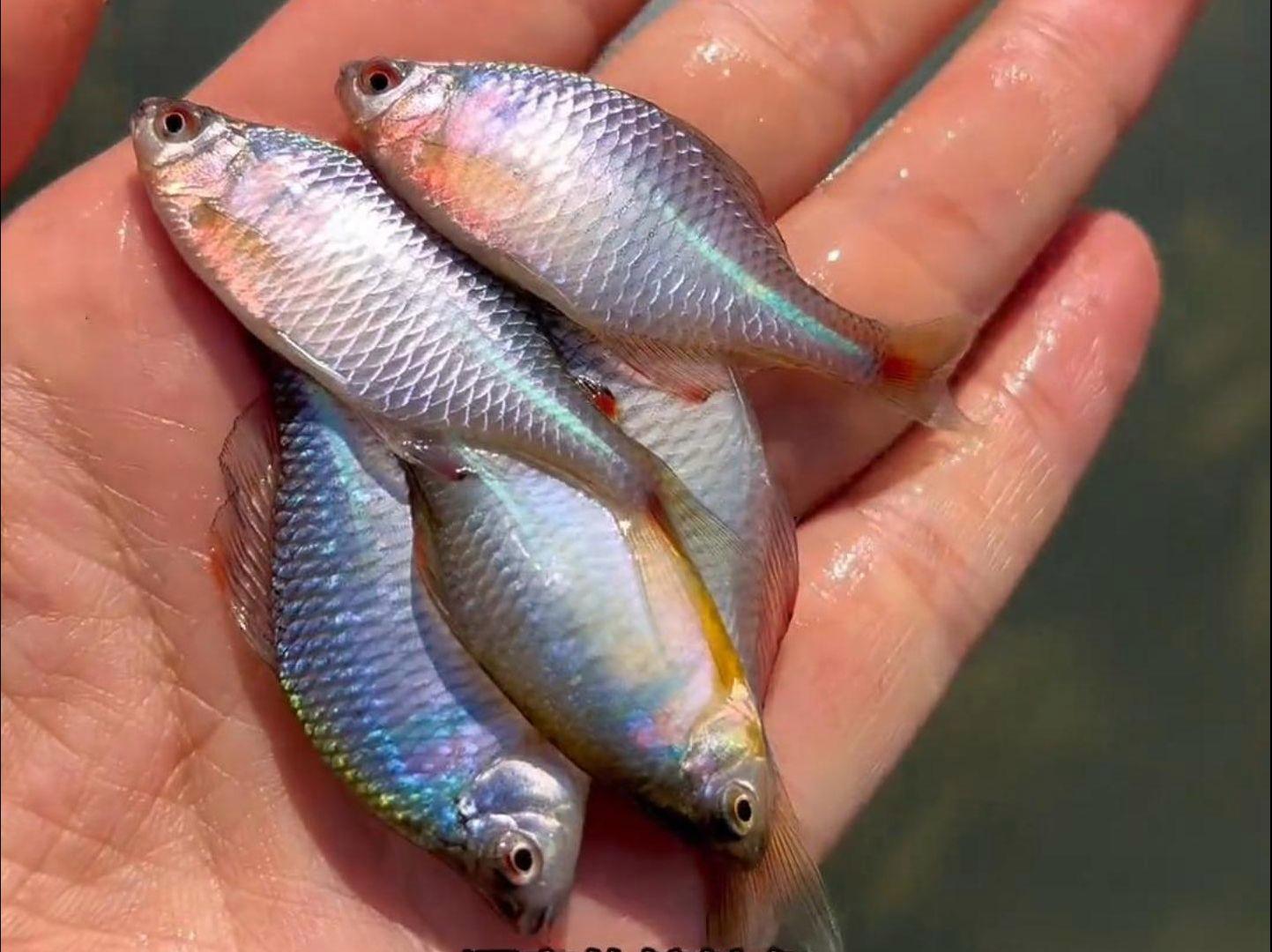 路亚虎头鲨(虎头鲨淡水鱼多少钱一斤)