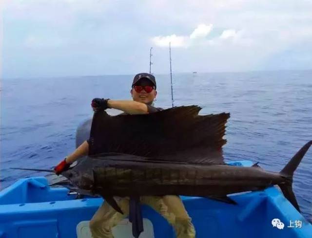 海钓旗鱼精彩镜头(钓旗鱼用多少号的鱼竿)