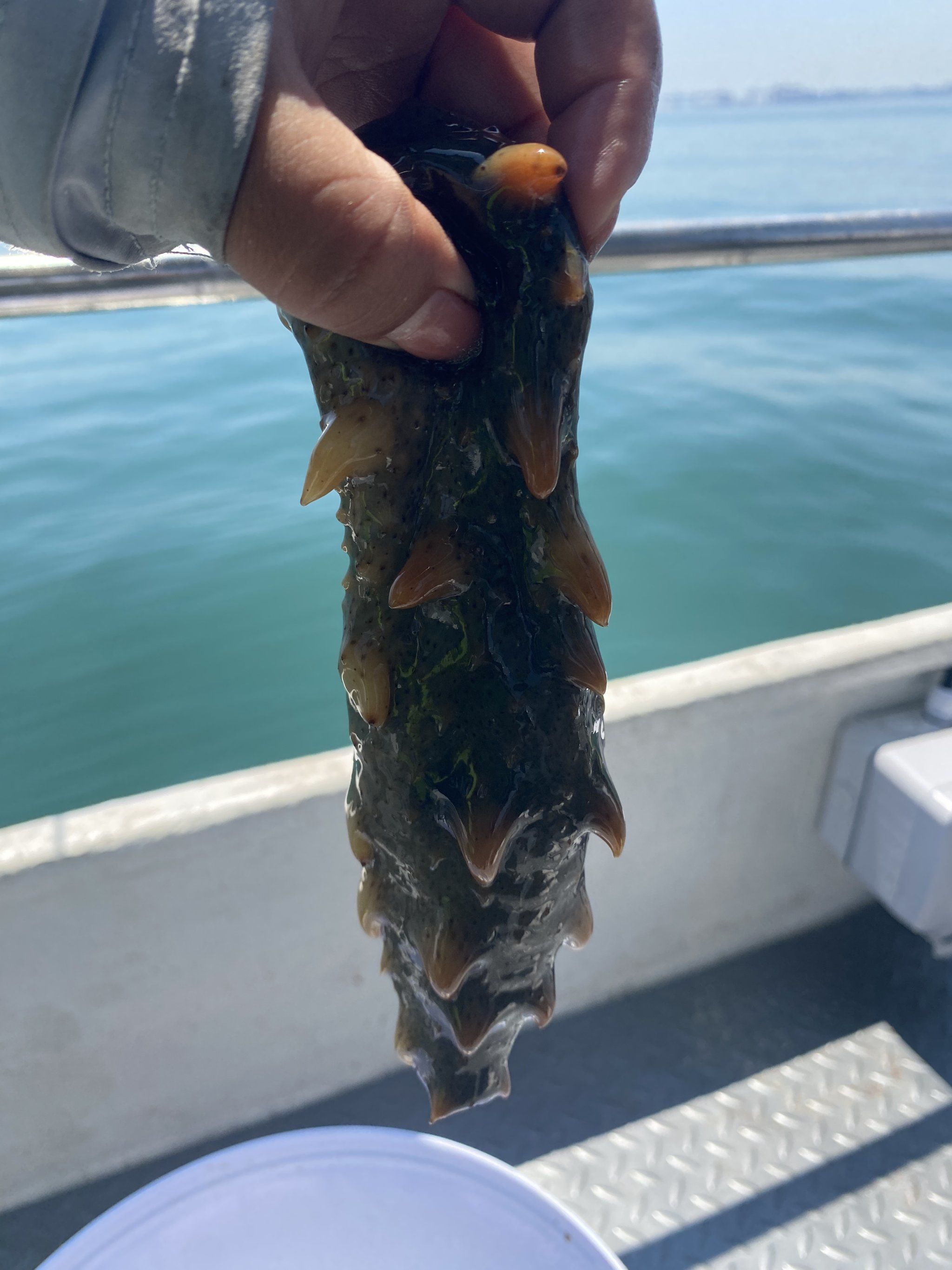 乳山钓鱼免费海钓(乳山哪里钓鱼不花钱) 乳山钓鱼免费海钓(乳山哪里钓鱼不花钱)