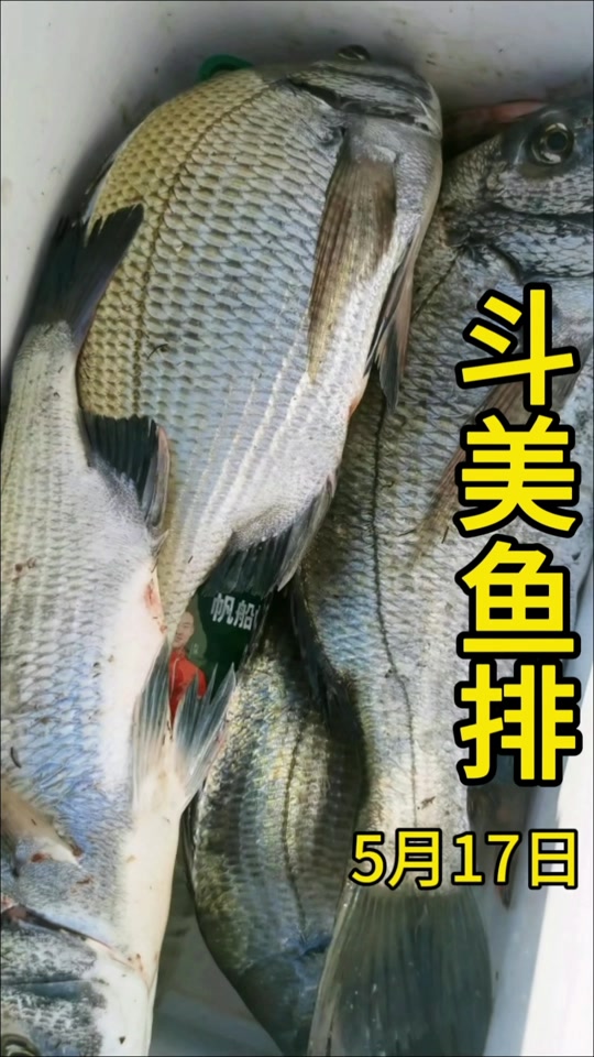 中山有海钓鱼排(中山哪里有大鱼钓)