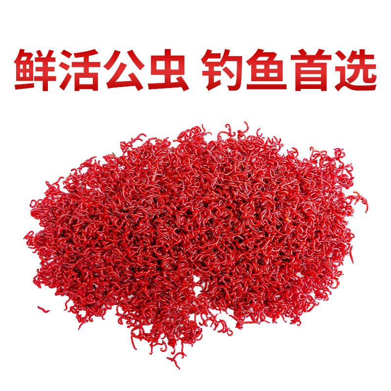 渔具的蚯蚓有毒吗(渔具店卖的蚯蚓是什么种) 渔具的蚯蚓有毒吗(渔具店卖的蚯蚓是什么种)