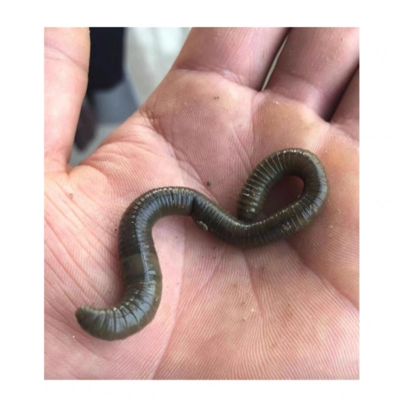 渔具的蚯蚓有毒吗(渔具店卖的蚯蚓是什么种) 渔具的蚯蚓有毒吗(渔具店卖的蚯蚓是什么种)