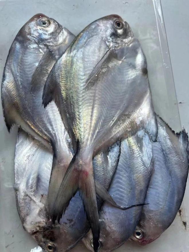 小浪底路亚鲳鱼(淡水鲳鱼十大最火图片)