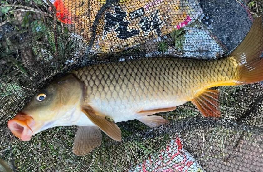 暮春野钓鲤鱼技巧(暮春野钓鲤鱼技巧视频)