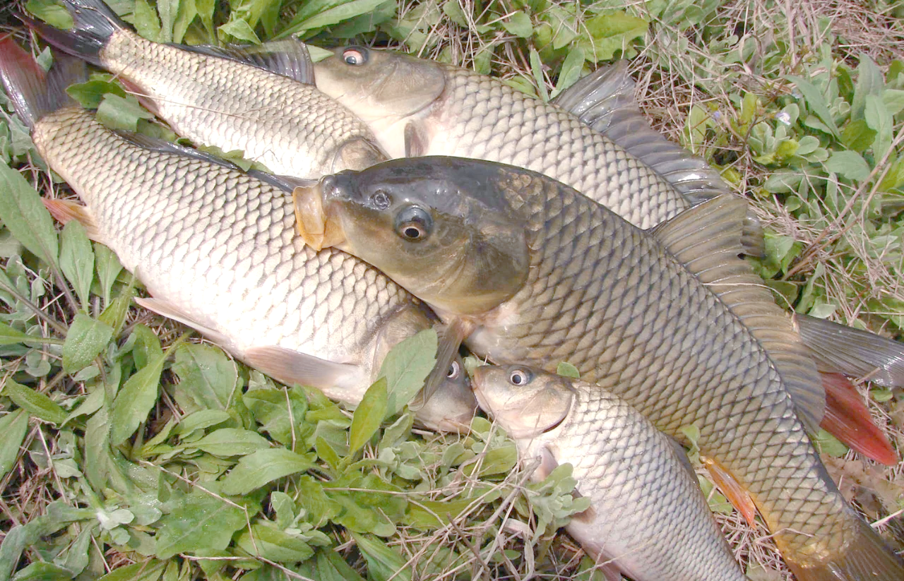 暮春野钓鲤鱼技巧(暮春野钓鲤鱼技巧视频)