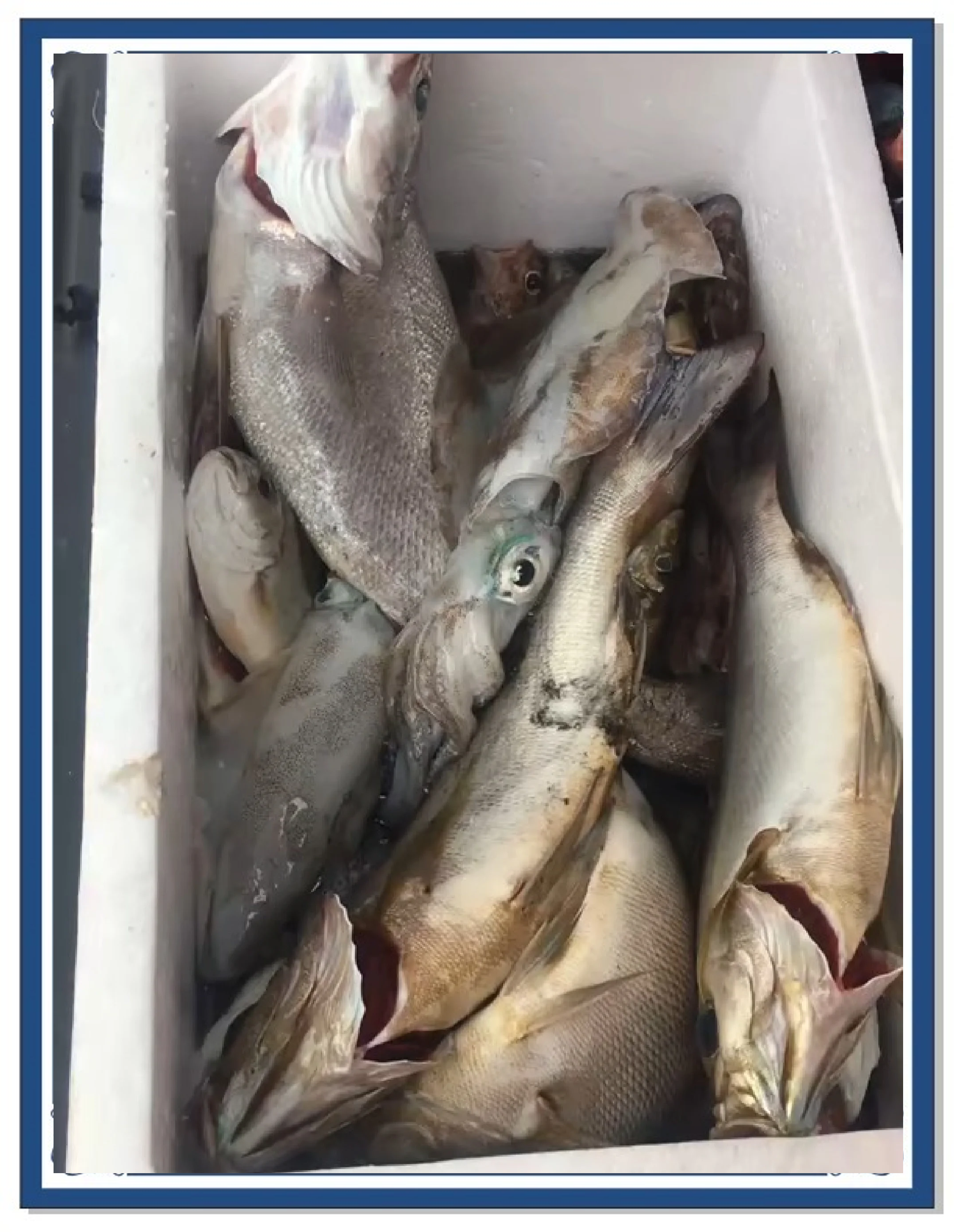 惠州海钓场2020(惠州海边钓鱼的地方有哪些免费) 惠州海钓场2020(惠州海边钓鱼的地方有哪些免费)