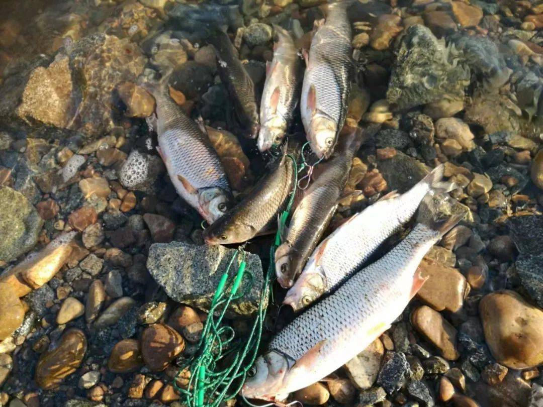 路亚亮片钓雅罗鱼视频(路亚亮片视频教学视频教程)