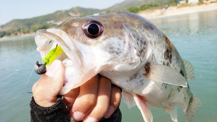 水库串钩钓鳜鱼技巧(水库串钩钓鳜鱼技巧图解)