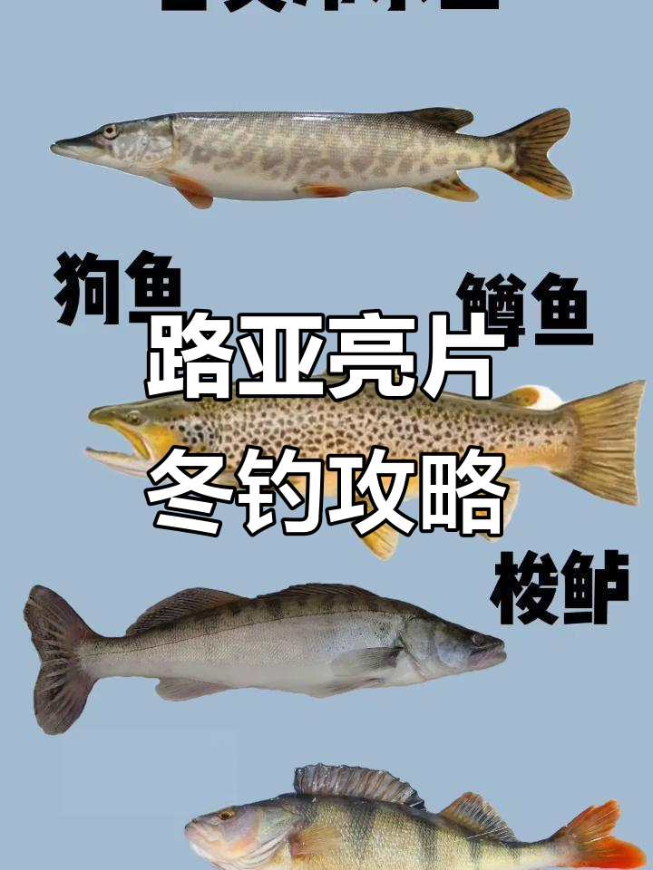 秋冬季路亚技巧(秋冬可以路亚什么鱼)