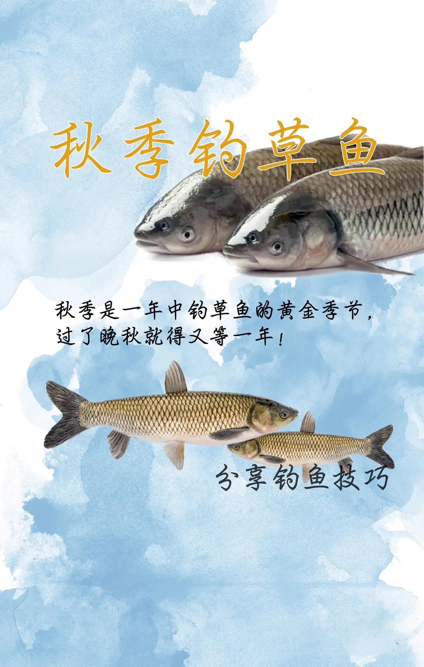 冬季钓草鱼五大技巧(冬季钓草鱼五大技巧图解) 冬季钓草鱼五大技巧(冬季钓草鱼五大技巧图解)