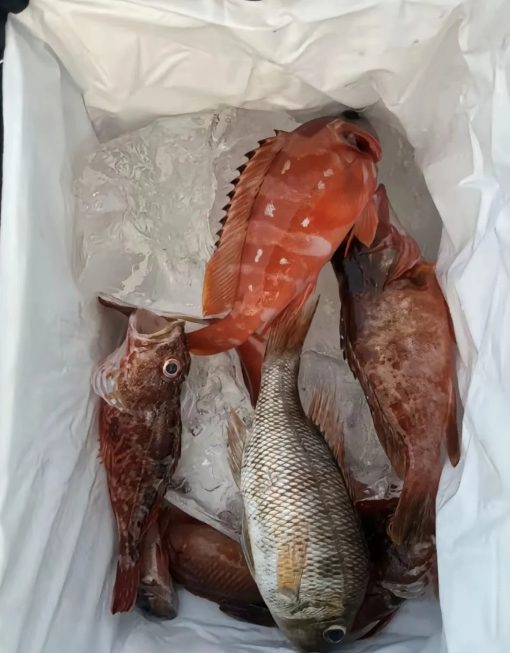 潍坊海钓吧(潍坊哪里能钓海鱼)