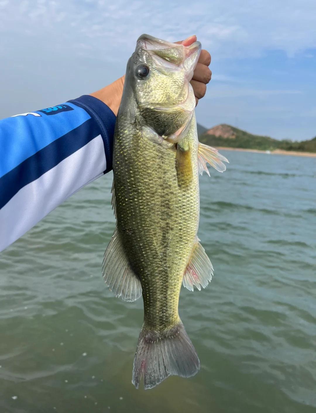 钓鲈鱼技巧大全(钓鲈鱼应该怎么钓)