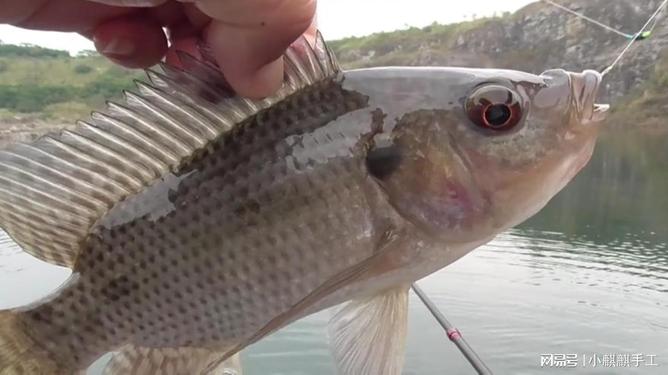 钓蓝刀技巧(钓蓝刀最好的饵料)