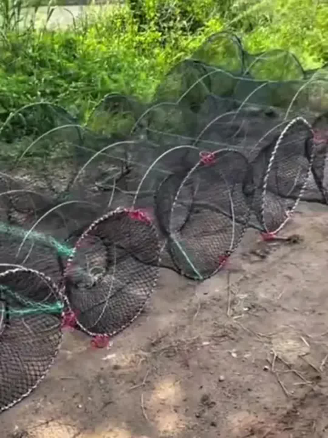 笼捕甲鱼技巧(甲鱼笼抓甲鱼视频) 笼捕甲鱼技巧(甲鱼笼抓甲鱼视频)