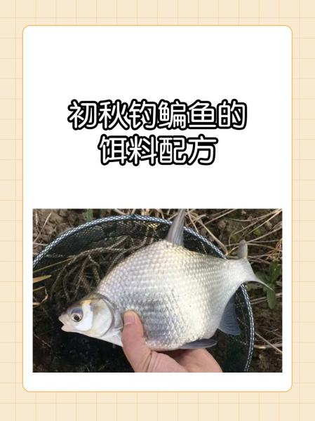 鳊鱼推荐饵料(鳊鱼饵料怎么配) 鳊鱼推荐饵料(鳊鱼饵料怎么配)