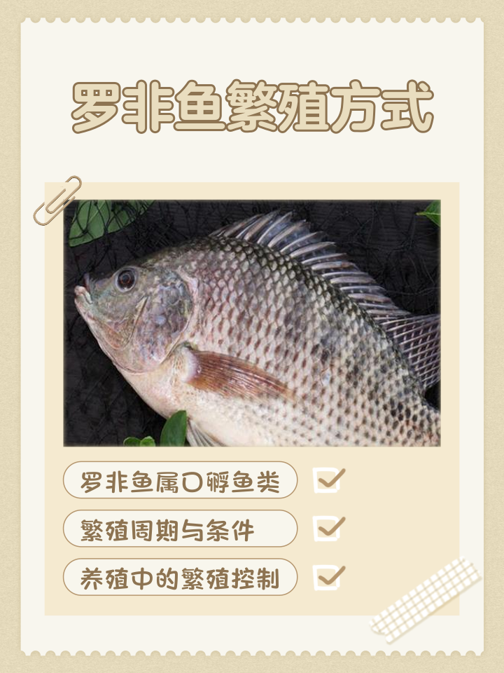 路亚罗非鱼的技巧(路亚竿钓罗非鱼视频)