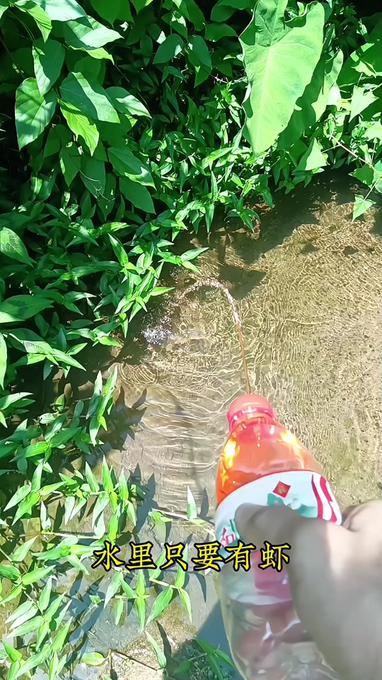 冬天捕虾技巧(冬天捕虾技巧视频)