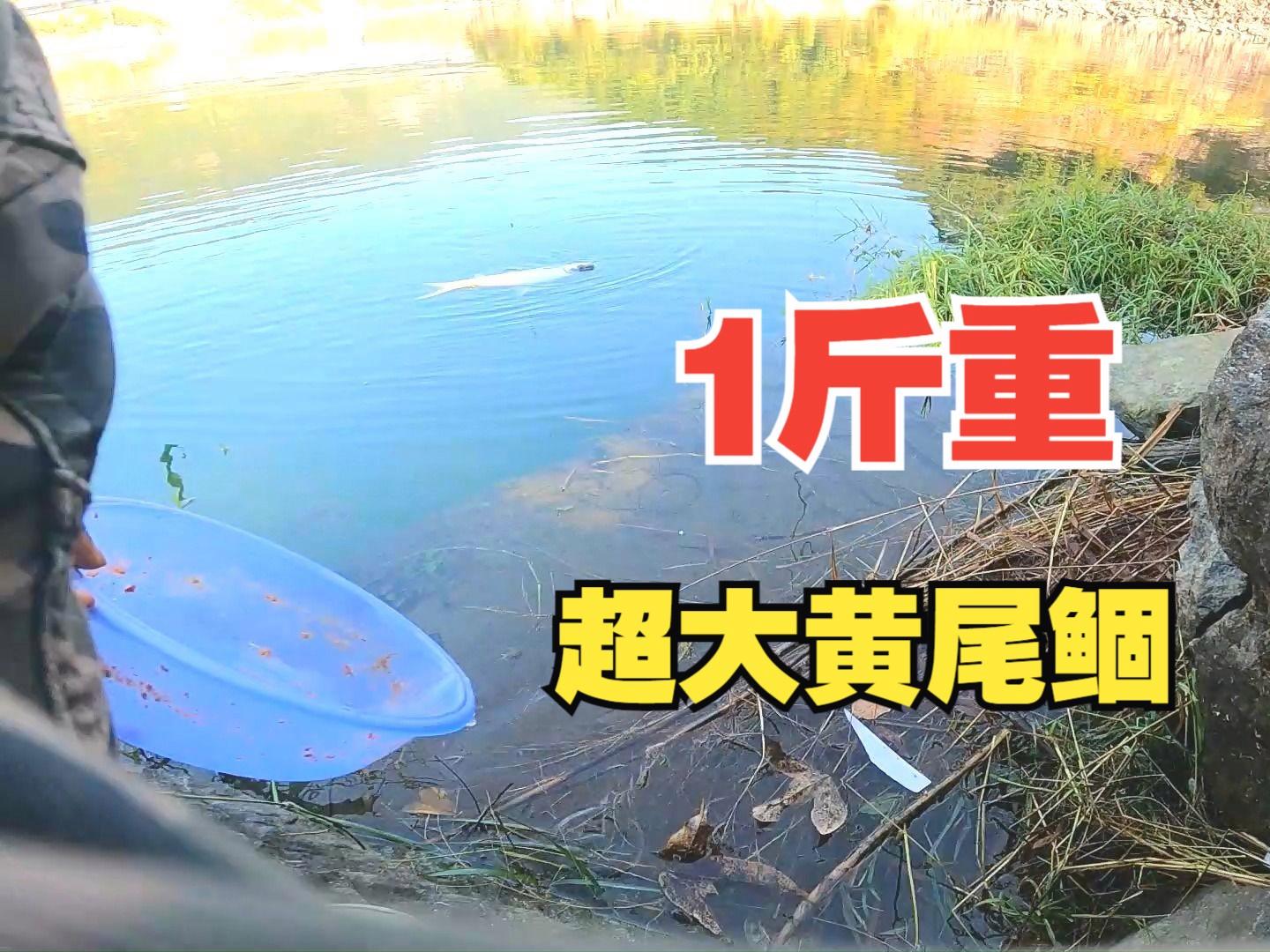 并继溜鱼技巧(并继竿钓鱼技术视频) 并继溜鱼技巧(并继竿钓鱼技术视频)