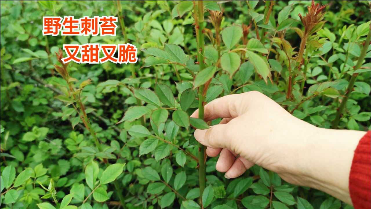 野掉技巧视频(野掉打窝料什么好用)