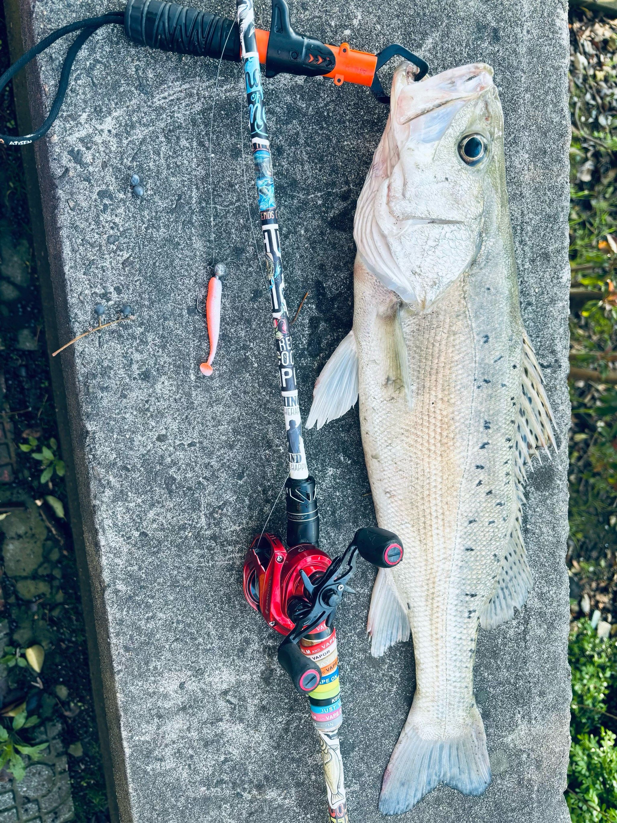 路亚南宁(南宁路亚群) 路亚南宁(南宁路亚群)