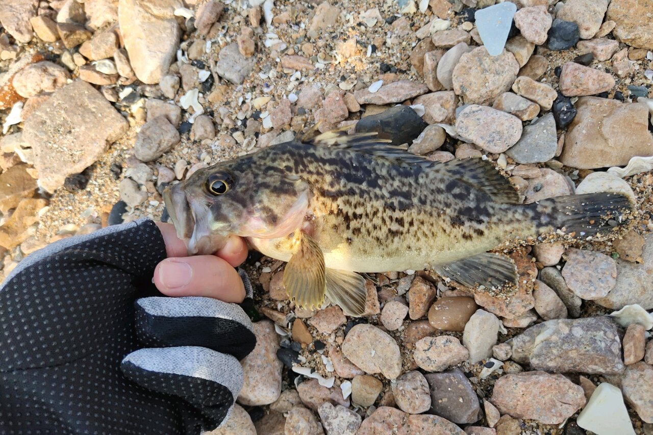 冬天海钓是钓(冬天海钓技巧大全) 冬天海钓是钓(冬天海钓技巧大全)