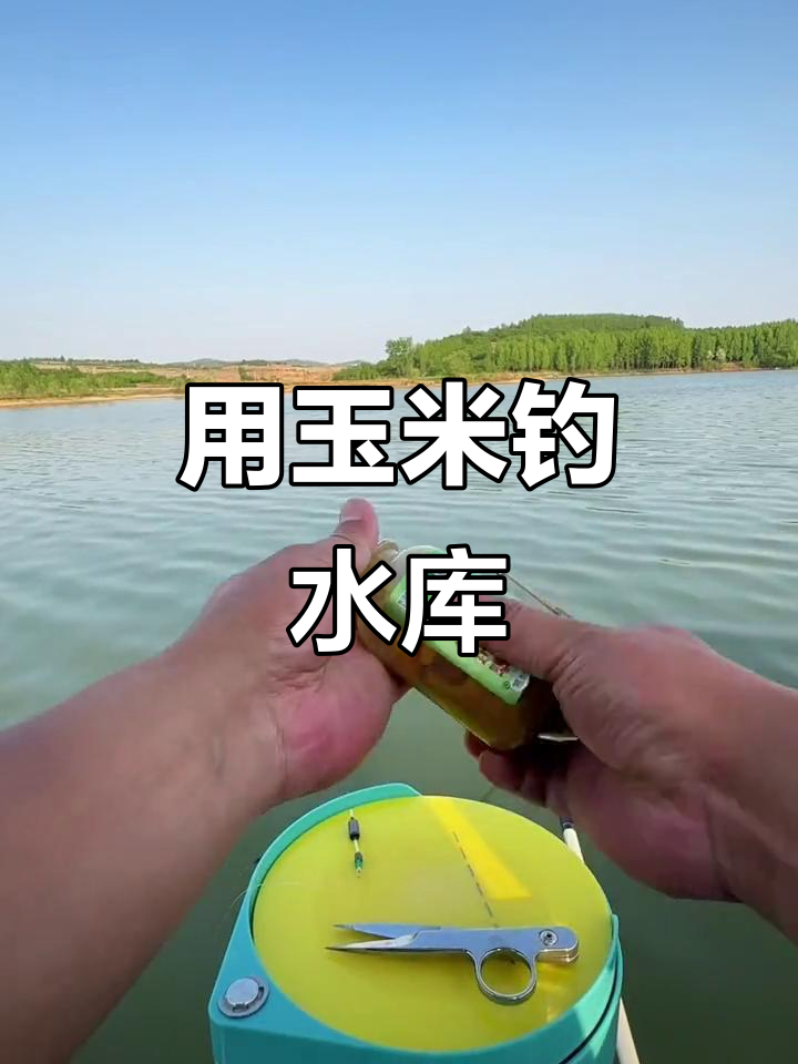 玉米钓水库技巧(水库用玉米钓怎么调漂视频)
