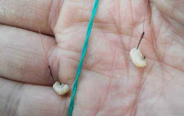 狂拉鲫饵料开法(狂拉大板鲫什么味型)