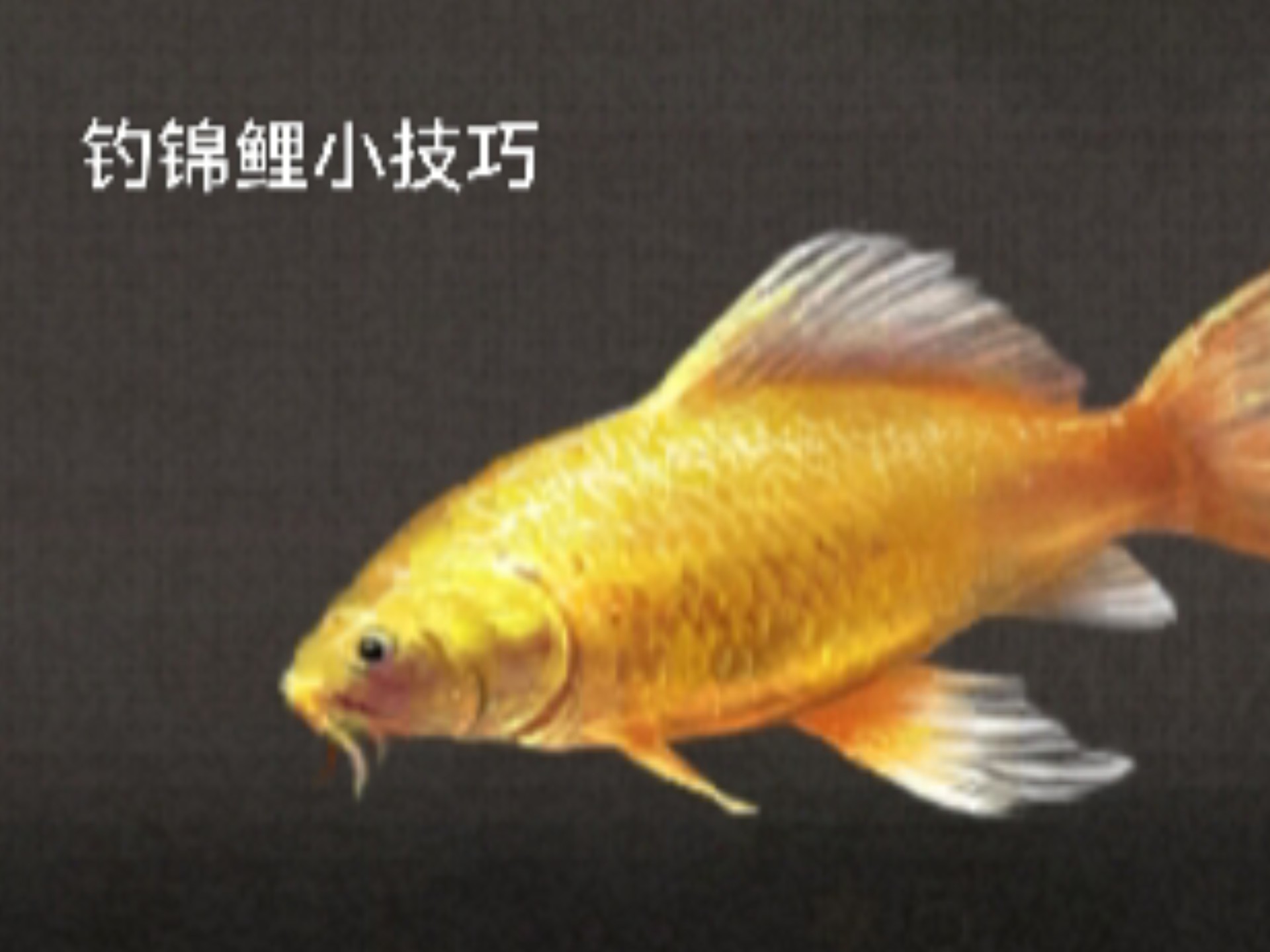 钓鱼鲤鱼的技巧视频(钓鱼鲤鱼的技巧视频讲解)